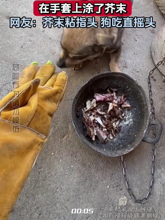 女子为了改掉狗狗护食的毛病,在手套上涂了芥末