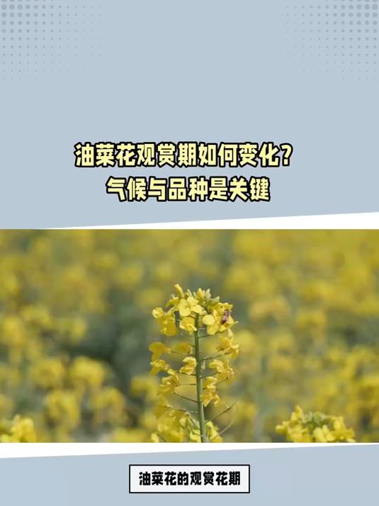 油菜花观赏期如何变化?气候与品种是关键