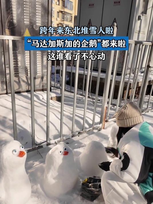 跨年来东北堆雪人,“马达加斯加的企鹅”都来啦,这谁看了不心动