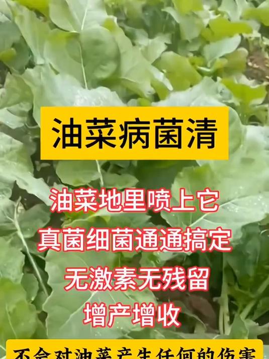 油菜一季打药七八次,不如用它打一次,预防油菜各种病害