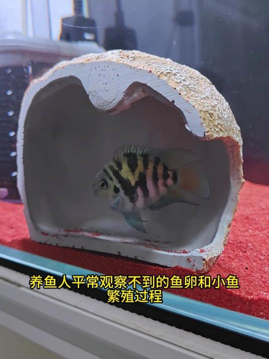养迷你鹦鹉鱼的必看!磁吸屋能让它疯狂爆卵!