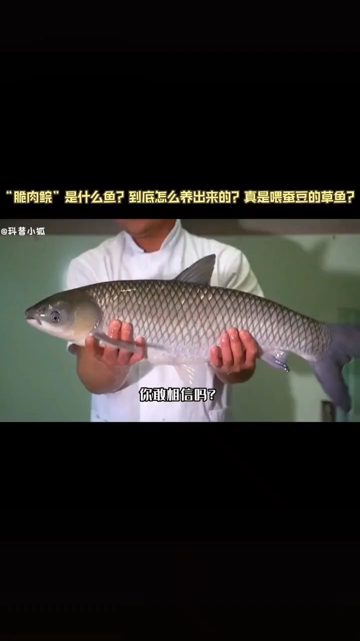 你知道你吃过的脆鱼鲩是怎么养出来的吗