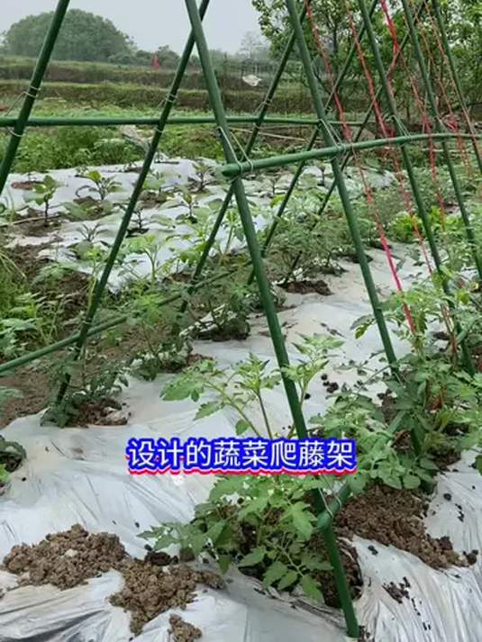 小菜园里搭爬藤架,种植技巧实用多,蔬菜长得好