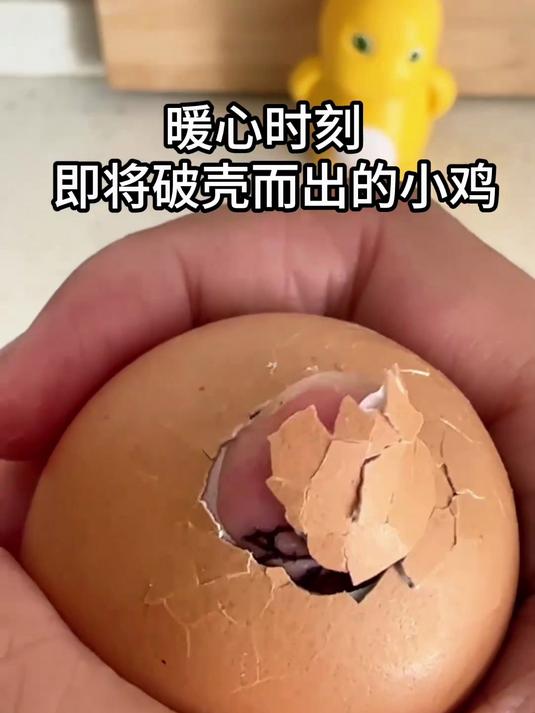 记录小鸡破壳全过程,太暖心