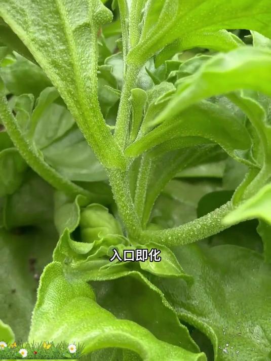 实用冰菜种子,轻松种出好菜