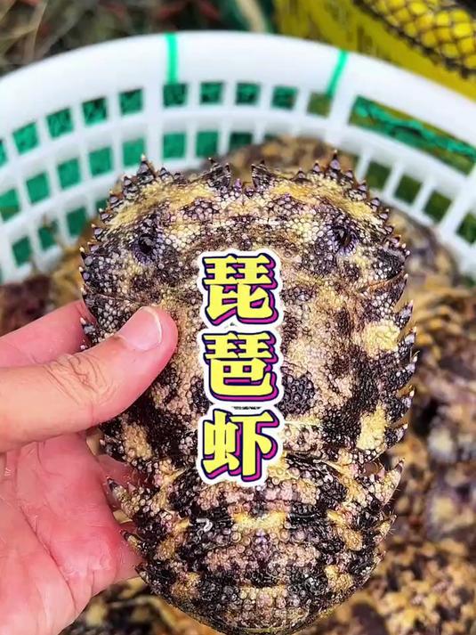 琵琶虾肉质鲜甜，口感非常美味