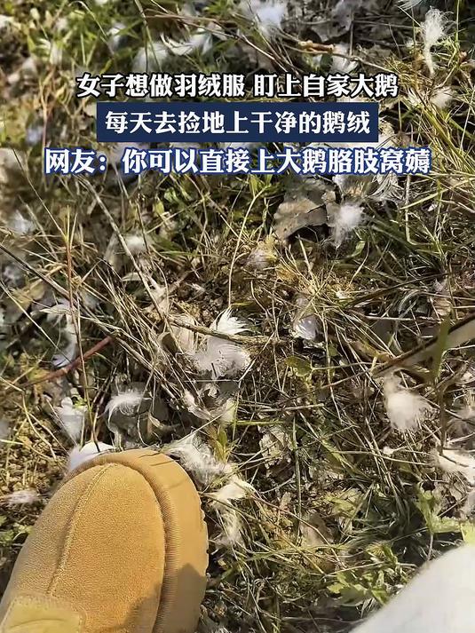 女子想做羽绒服,盯上自家大鹅,每天去捡地上干净的鹅绒