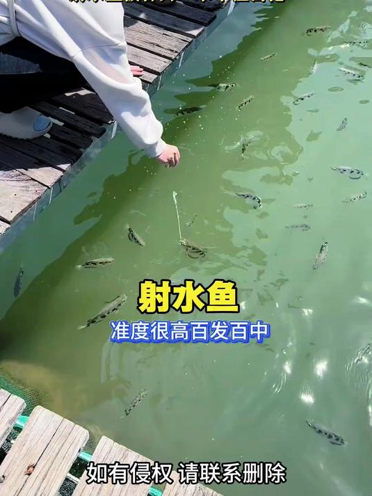 快！准！狠！会射击的鱼你见过吗？射水鱼被称为“水中狙击枪”