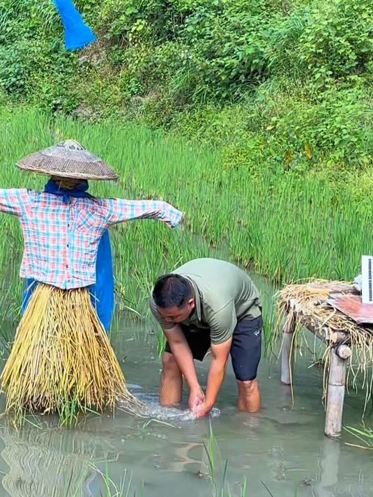 在养稻花鱼的过程中会遇到很多问题，好在我都有办法应对