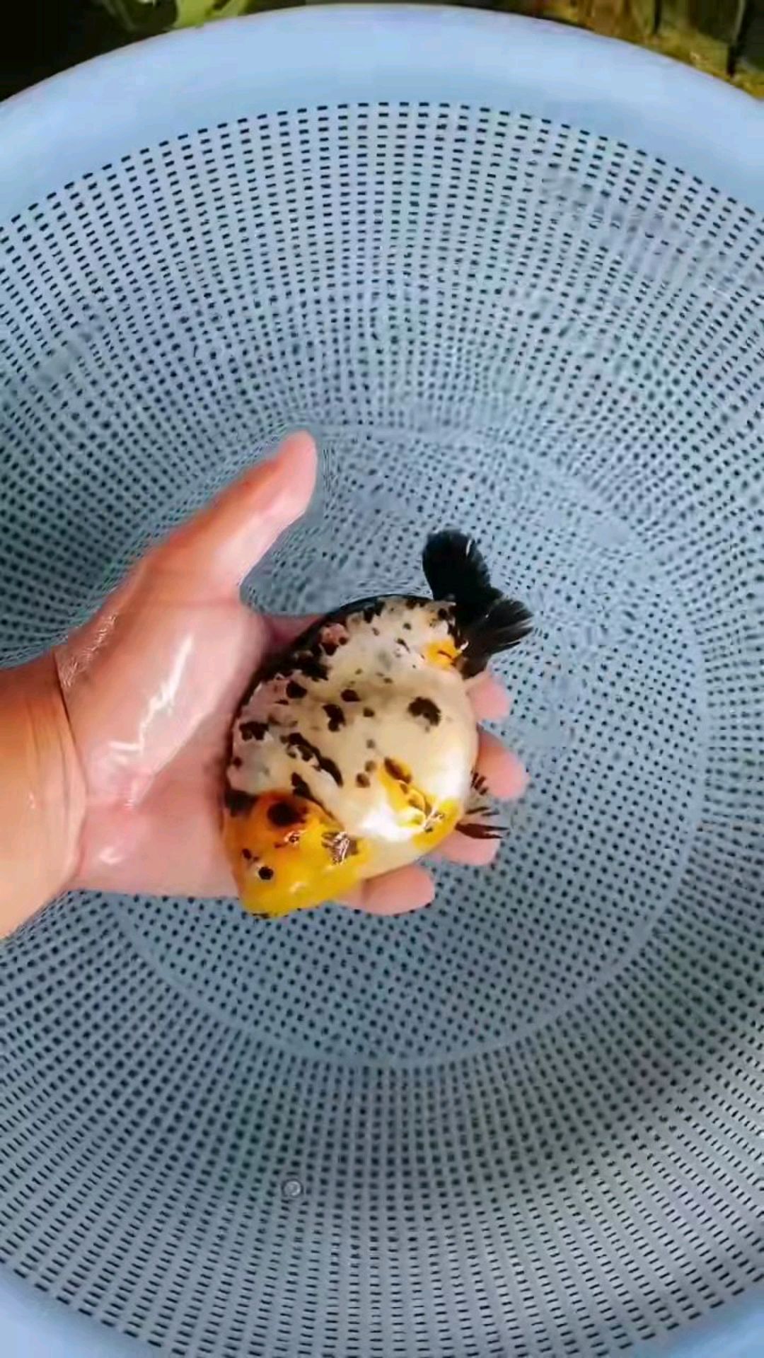 花寿,碎花兰寿