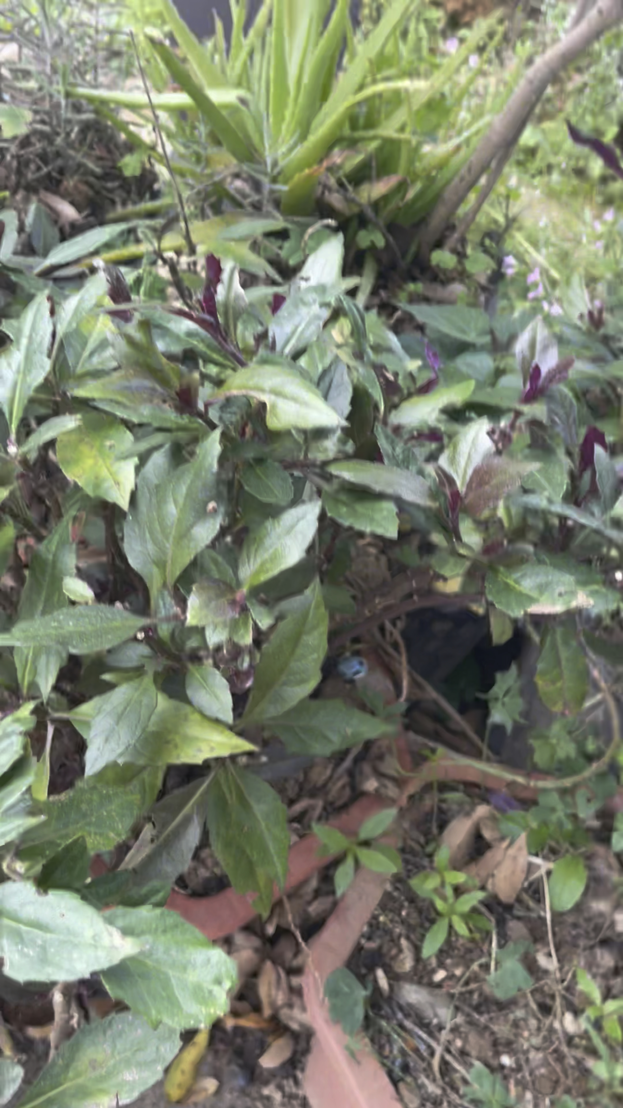 补血菜有吃过吗