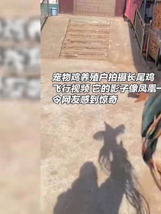 长尾鸡飞行影子像凤凰,网友:山鸡变凤凰?