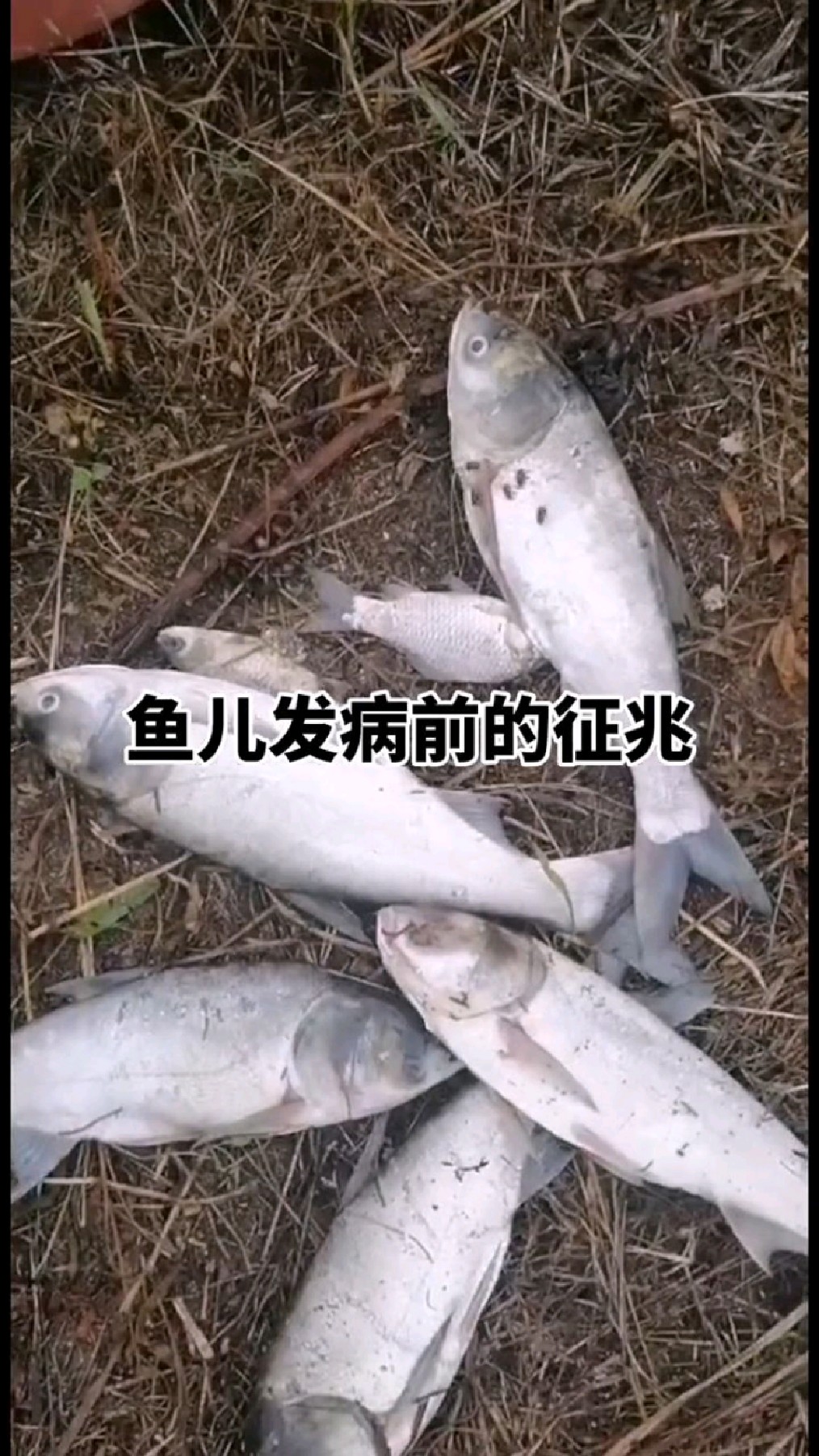 鱼儿发病前的征兆。