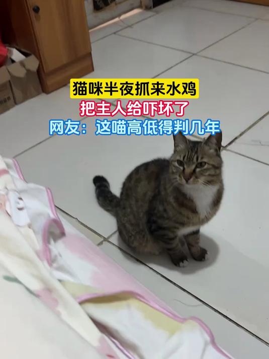 猫咪半夜抓来水鸡,把主人给吓坏了,网友:这喵高低得判几年