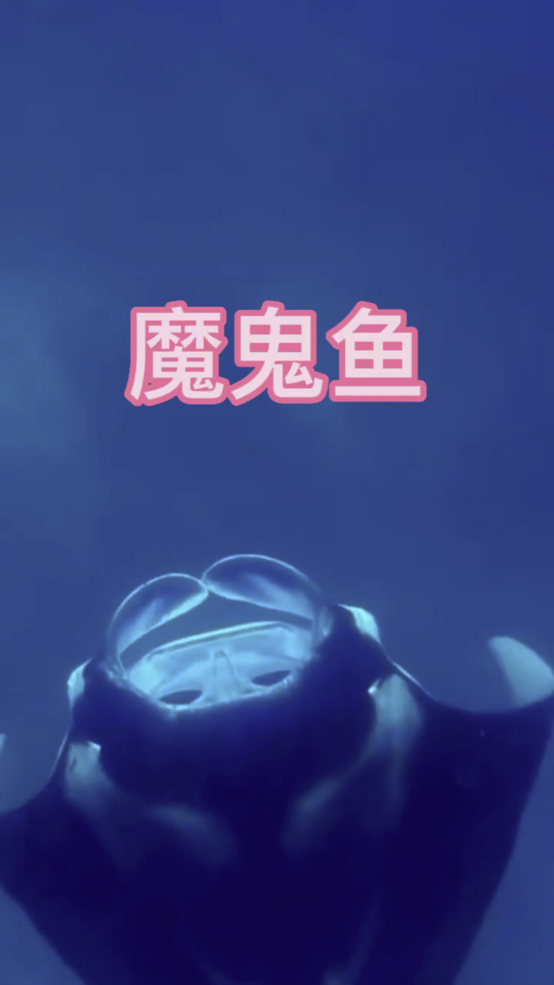 漂亮的魔鬼鱼蝠鲼