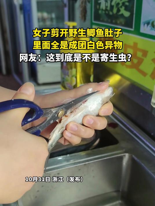 女子剪开野生鲫鱼肚子，里面全是成团白色异物，网友：这到底是不是寄生虫？