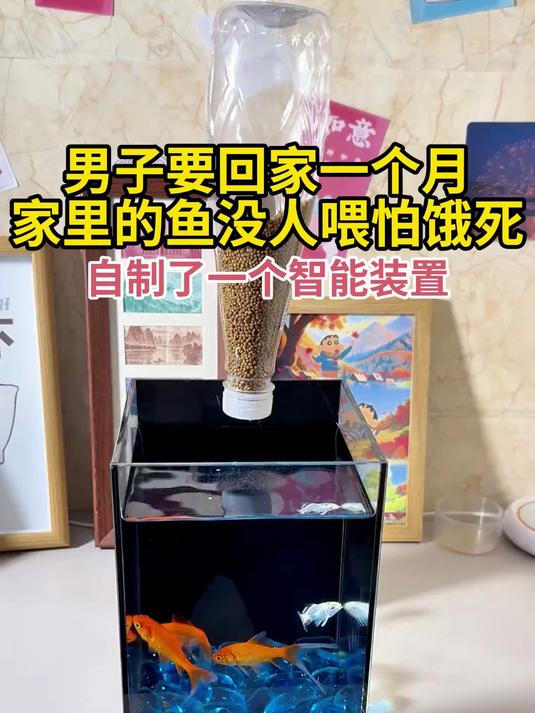 男子要回家一个月 家里的鱼没人喂怕饿死 自制了一个智能装置