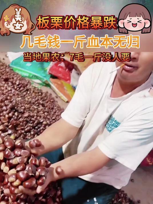 开始发货了正宗迁西板栗_特别好剥开不粘内皮可以正常发货了
