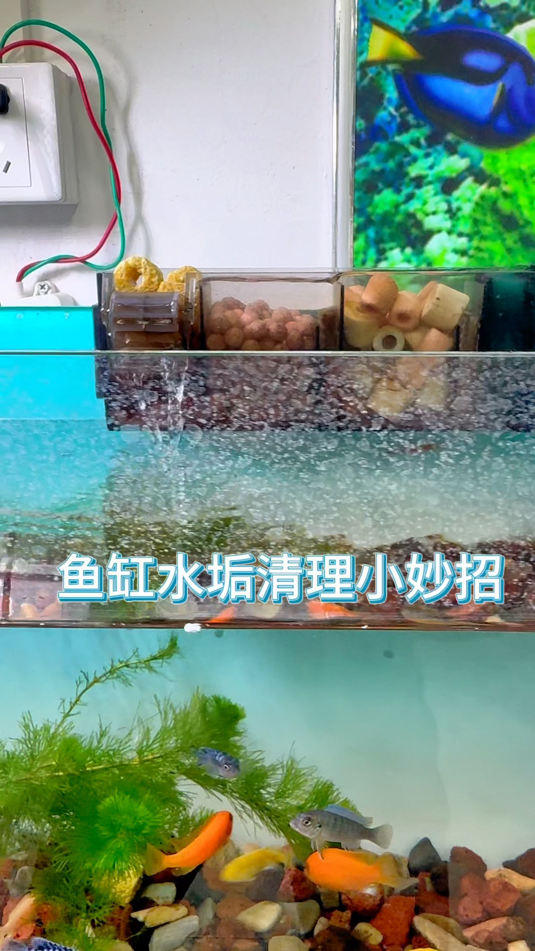 鱼缸水垢清理小妙招#水族 #观赏鱼 #养鱼养心