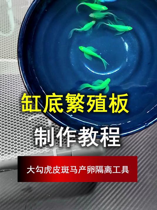 虎皮大勾斑马小型鱼产卵隔离工具,缸底繁殖板制作教程