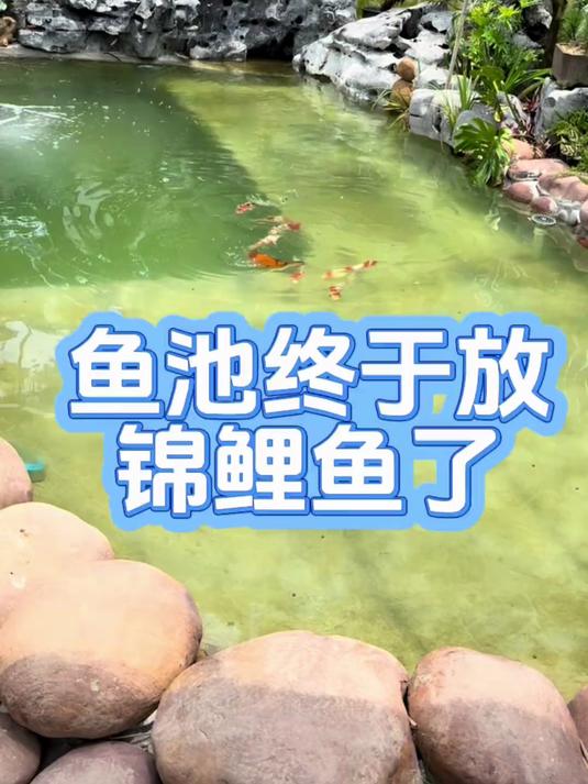 老龙的鱼池终于放锦鲤鱼了，怎么感觉鱼儿越来越少了