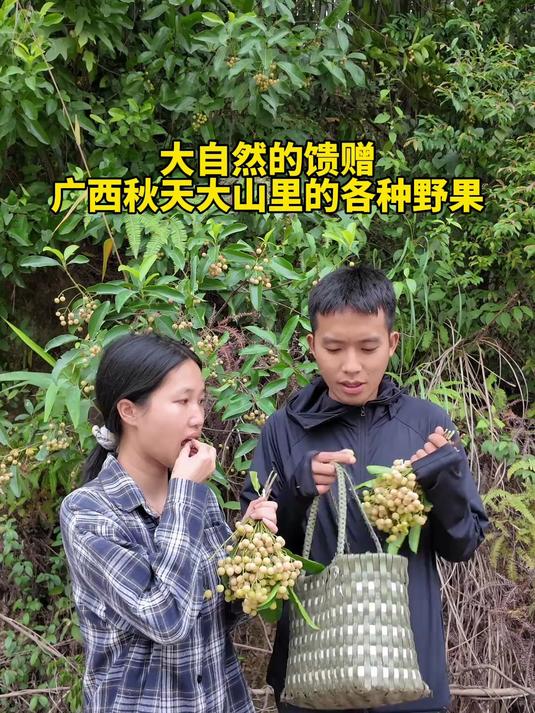 大自然的馈赠，广西秋天大山里的各种野果！