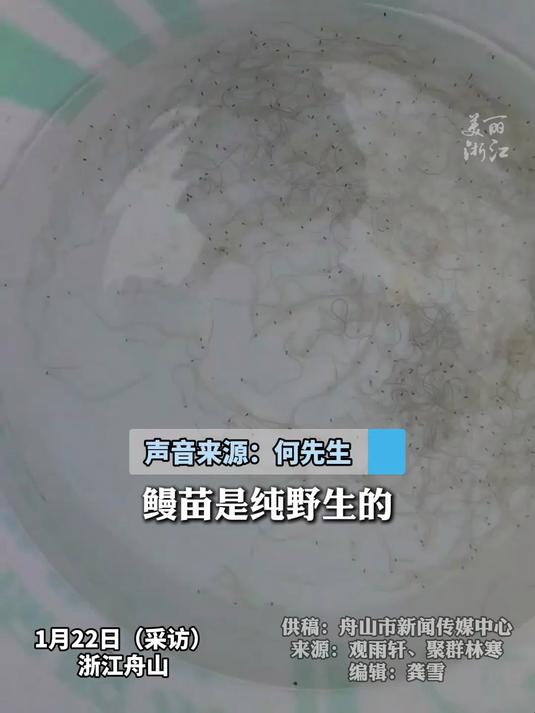 浙江舟山“水中软黄金”鳗鱼苗开捕,“去年一条10元,一季赚了10多万!”(供稿:舟山市新闻