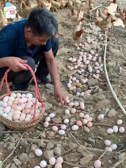 山林散养土鸡蛋，无激素、无抗生素，给孩子吃更放心！