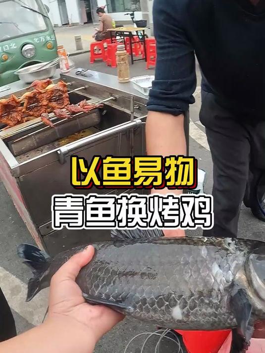 野生大青鱼,换了只烤鸡,这波是亏是赚?