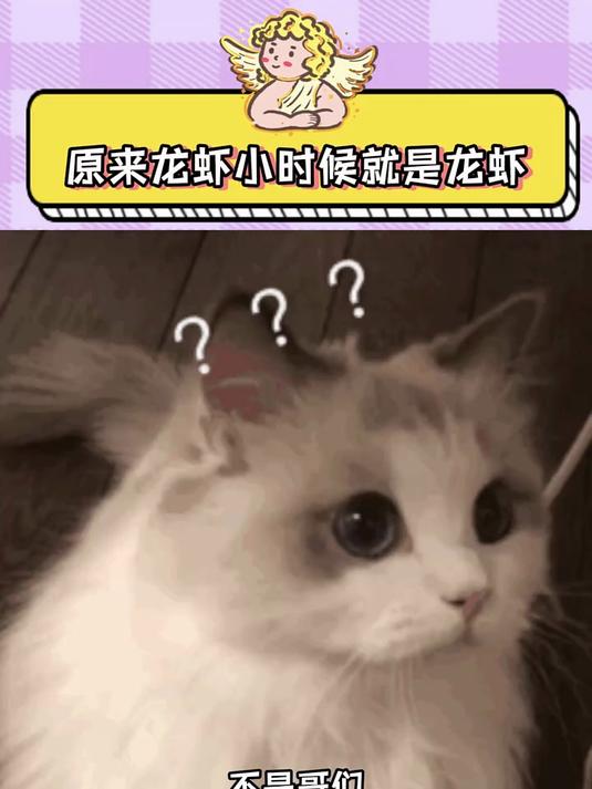 还是第一次见龙虾小时候