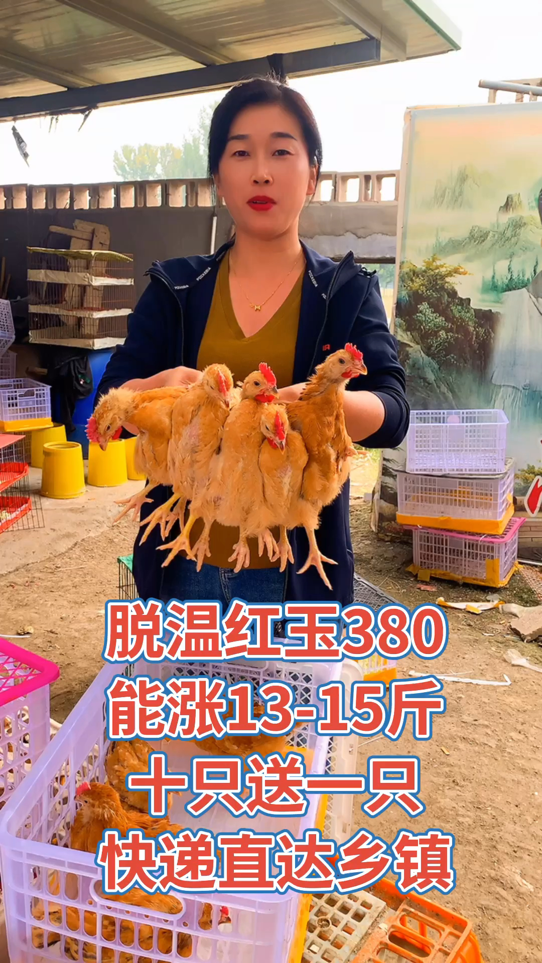 脱温红玉380,大公鸡能涨13-15斤