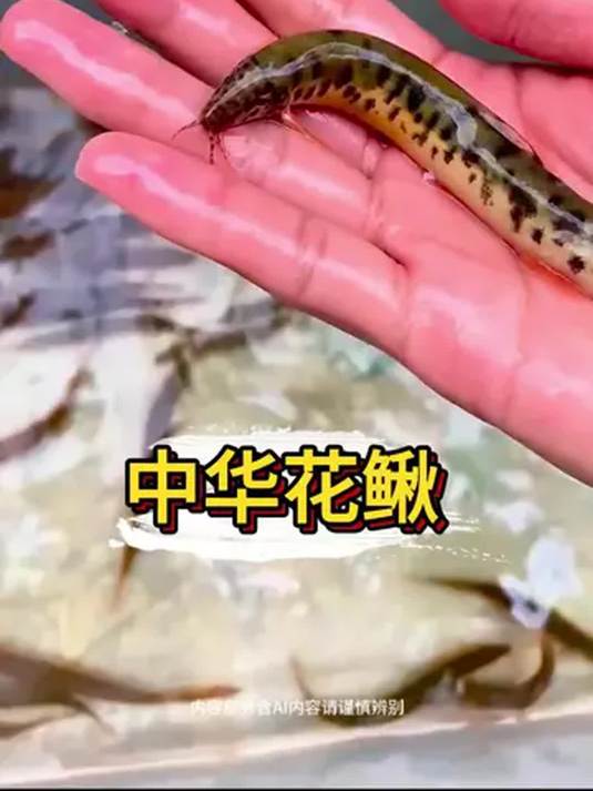 中华花鳅:原生缸里的清洁高手 冷水鱼中的清道夫