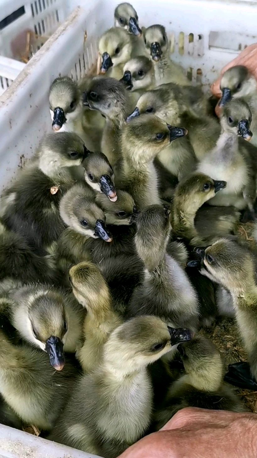 清远乌鬃鹅好便宜