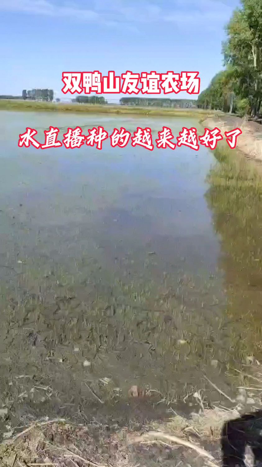 2023年双鸭山友谊农场水直播长势情况!