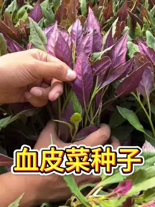 血皮菜你吃过吗?喜欢就来学种植小技巧!