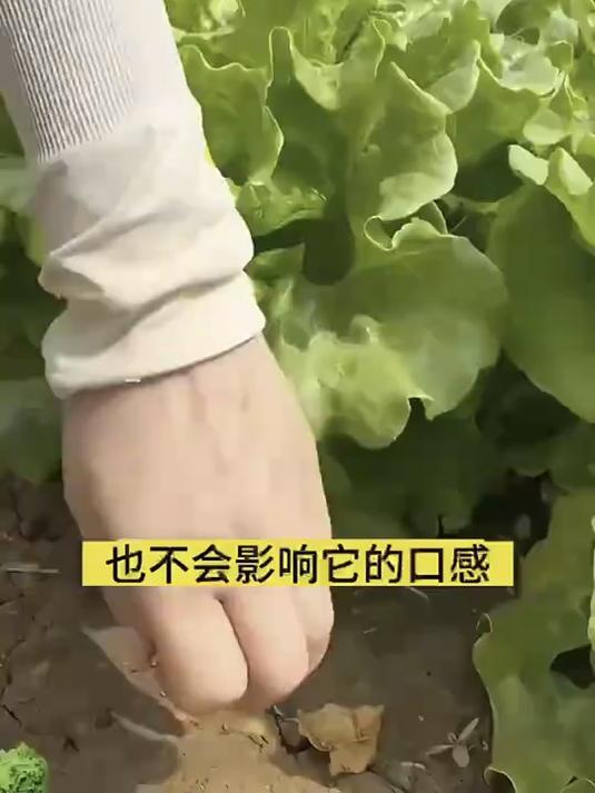 种子外壳防鸟啄食,意大利品种抗倒春寒,三明治夹心首选嫩叶