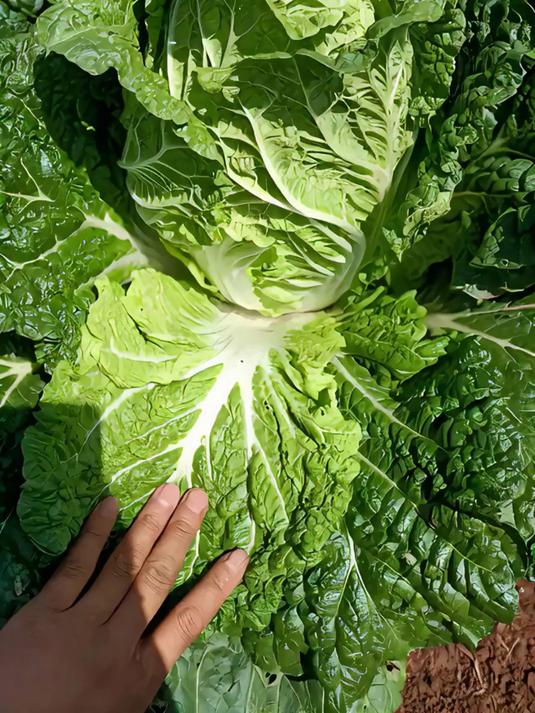 你以为夏天只能种空心菜?试试夏阳白,让你轻松收获白菜!