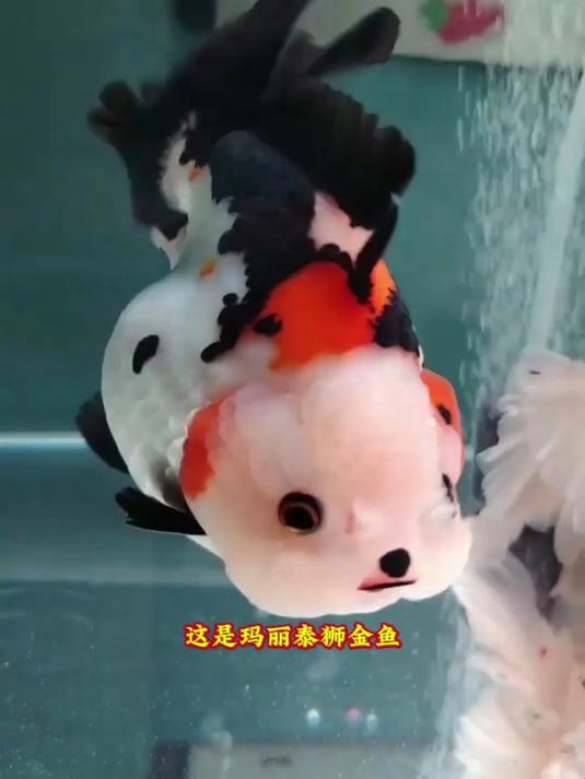 盘点常见好养的18种金鱼,你觉得哪只最好看?