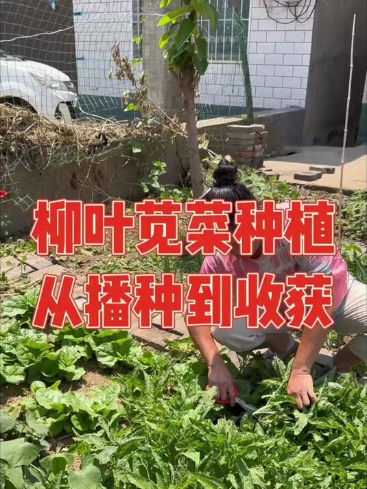 去年种了两个平方的柳叶苋菜，媳妇今年用剩下的种子继续种