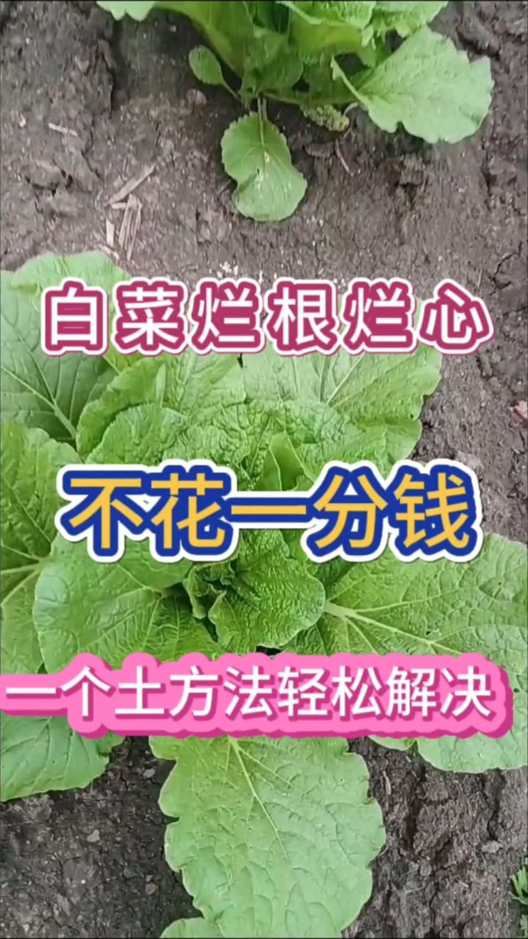 白菜烂根烂心一个土方法轻松解决