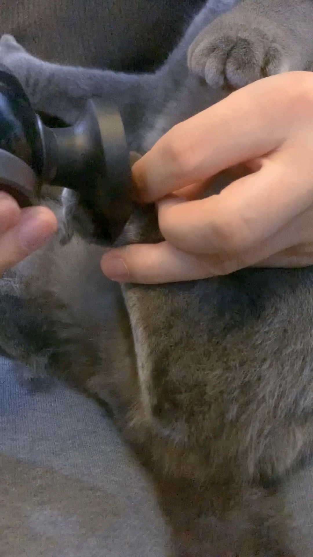 小蓝猫剃毛记,脚底的毛太长了,跑快了容易滑倒,今天给小家伙把脚毛剪了