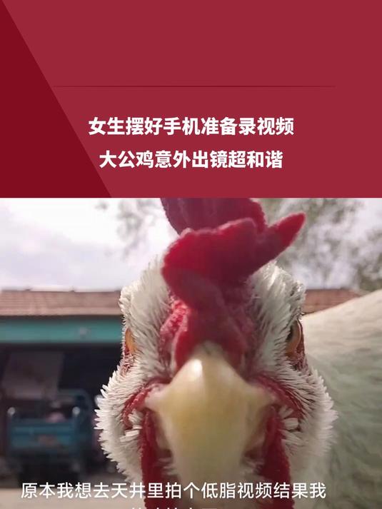 女生摆好手机准备录视频,大公鸡意外出镜超和谐,网友:搞笑鸡,干啥都一帧一帧的