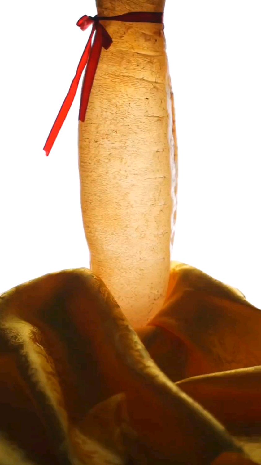 缅甸赤嘴鳘鱼筒