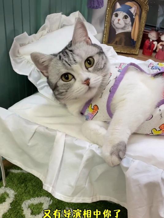 十八线小演喵的一天！跑完龙套完美收工，猫咪打工也太可爱了