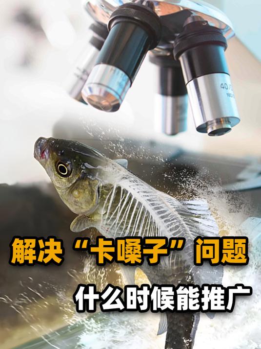 无刺草鱼是什么,为啥才研制出来?都是鱼有什么差距?