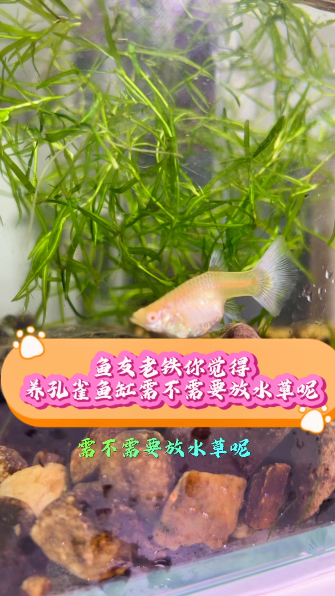 鱼友老铁,你的孔雀鱼缸有放水草吗?放了有害还是有利呢?#水族#养鱼技巧#孔雀鱼#水草