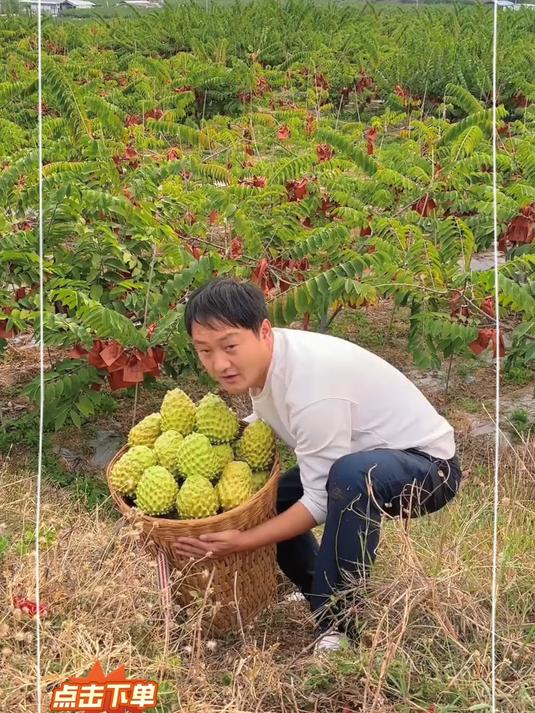 清香感十足清甜的释迦果好好吃～
