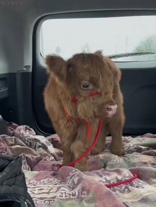 呆萌可爱,温顺亲人的苏格兰高地牛