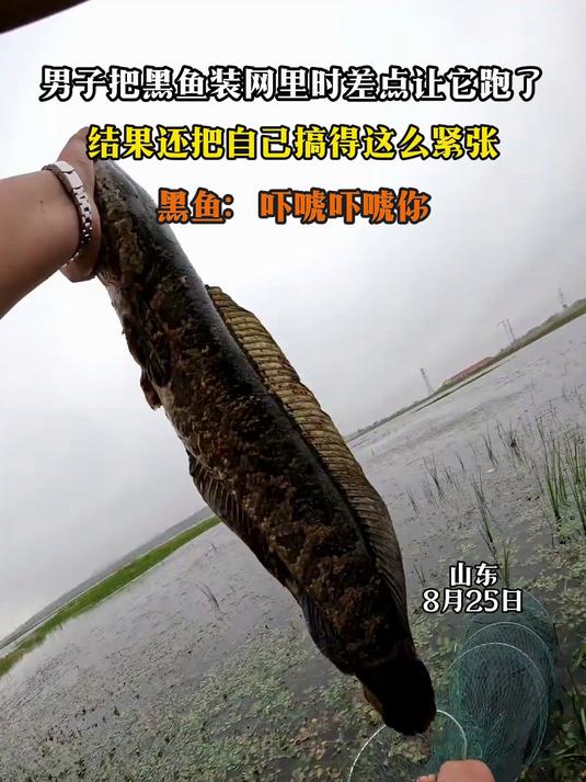 男子把黑鱼装网里时差点让它跑了,结果还把自己搞得这么紧张