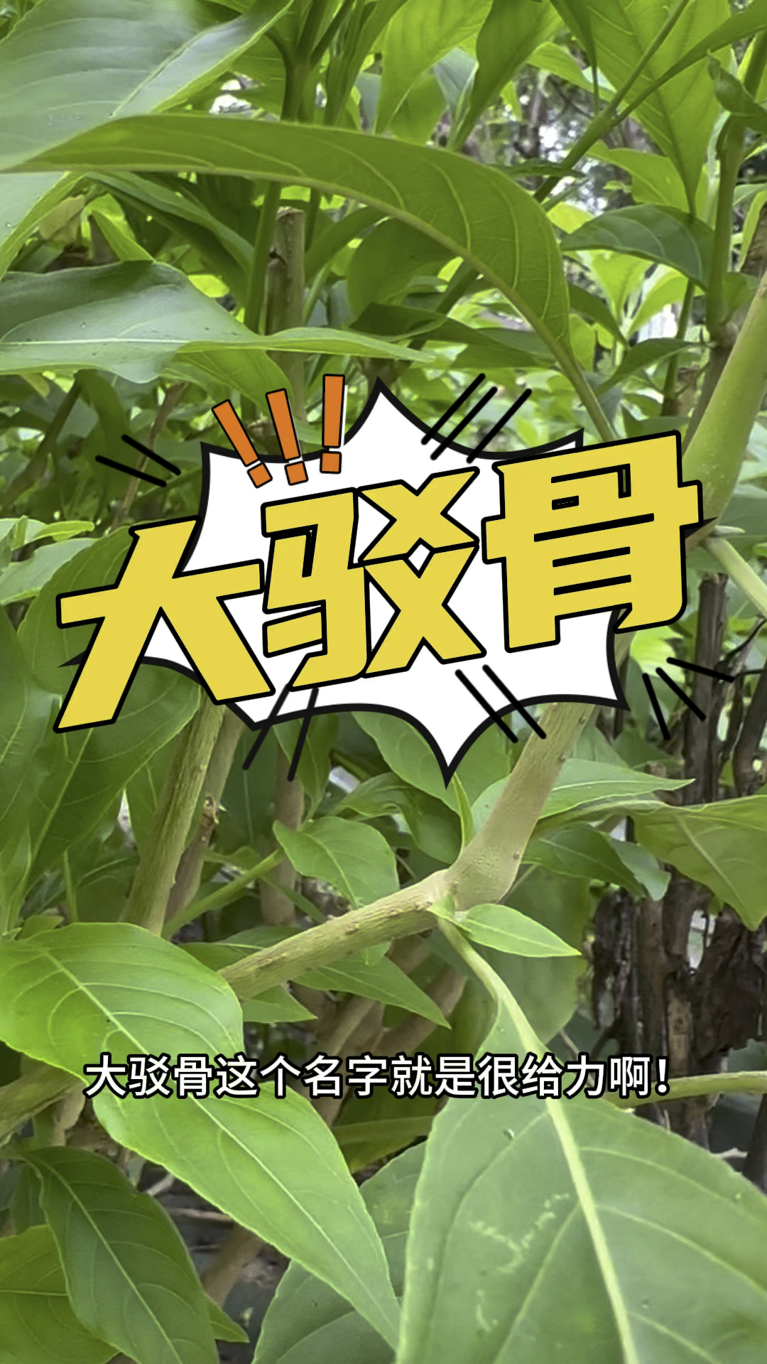 大驳骨鸭嘴花大接骨